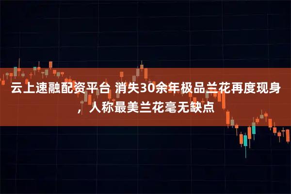 云上速融配资平台 消失30余年极品兰花再度现身，人称最美兰花毫无缺点